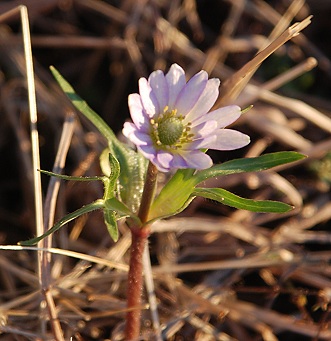 first-anemone062 first-anemone062
