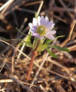 first-anemone064