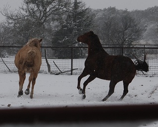 snow-2-horses080 snow-2-horses080
