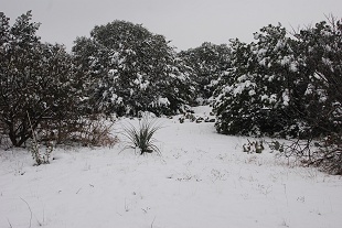 snow-south-FoxPav107