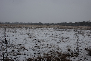 snow-west-grass111