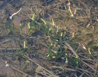 water-quality-near-meadow035