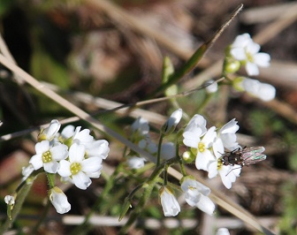 white-mustard-flowers225