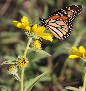 monarch-Max-sunflower385