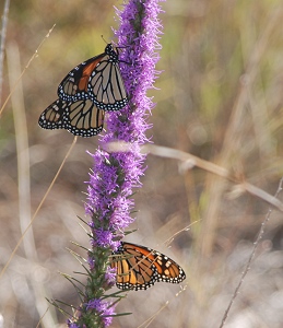 3-monarchs-gayfeather374