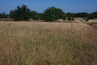 August-in-June001