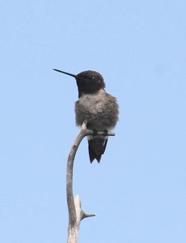 bc-hummingbird-m274