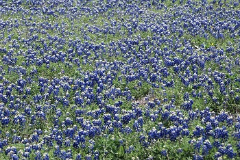 hist-adj_bluebonnets
