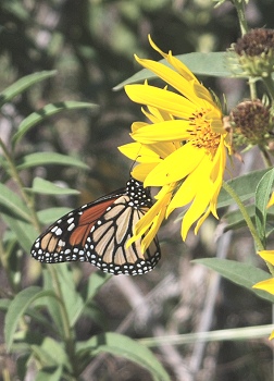 monarch-Max-sunflower015